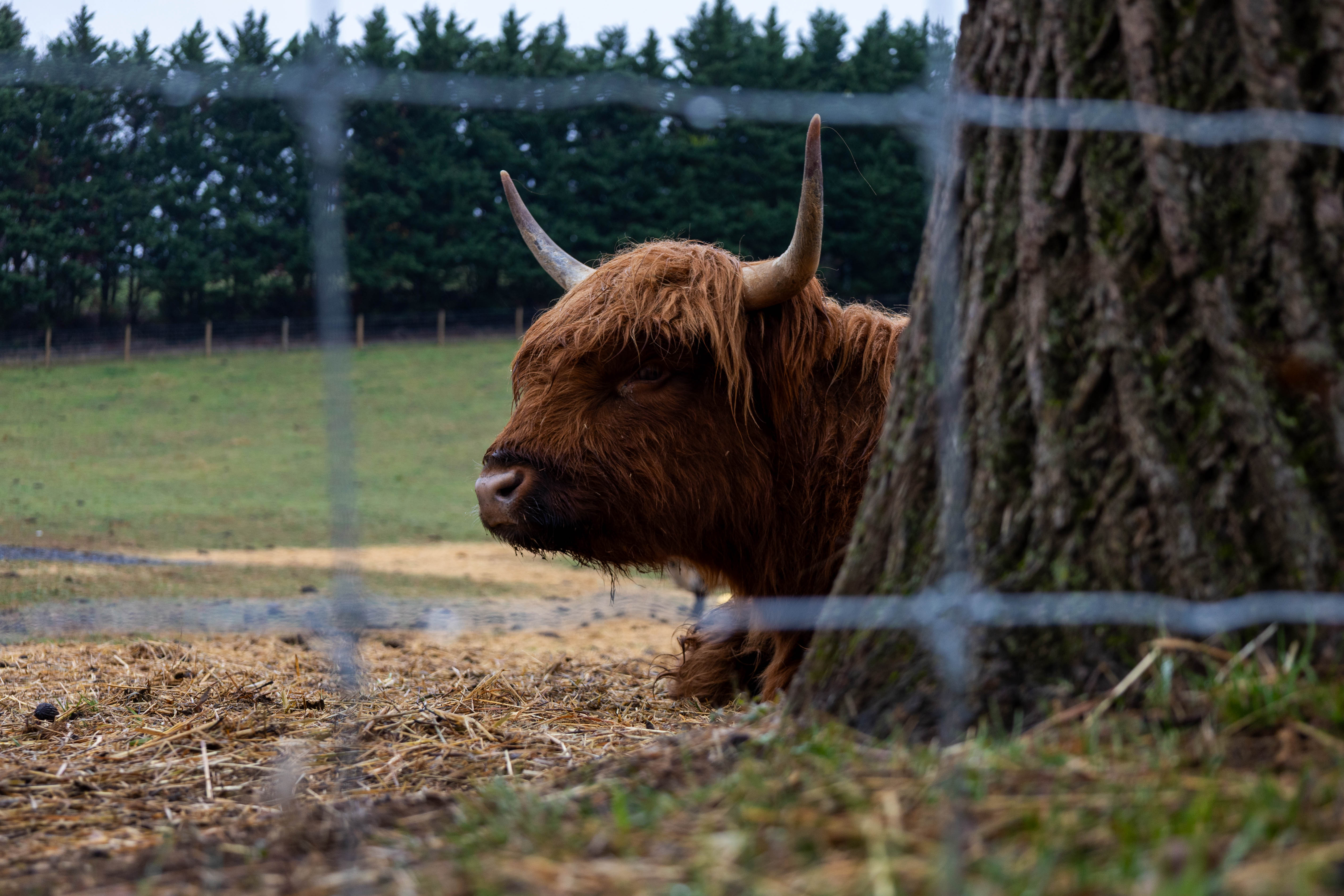 Highland cow standing behind a fence at Myers Farm