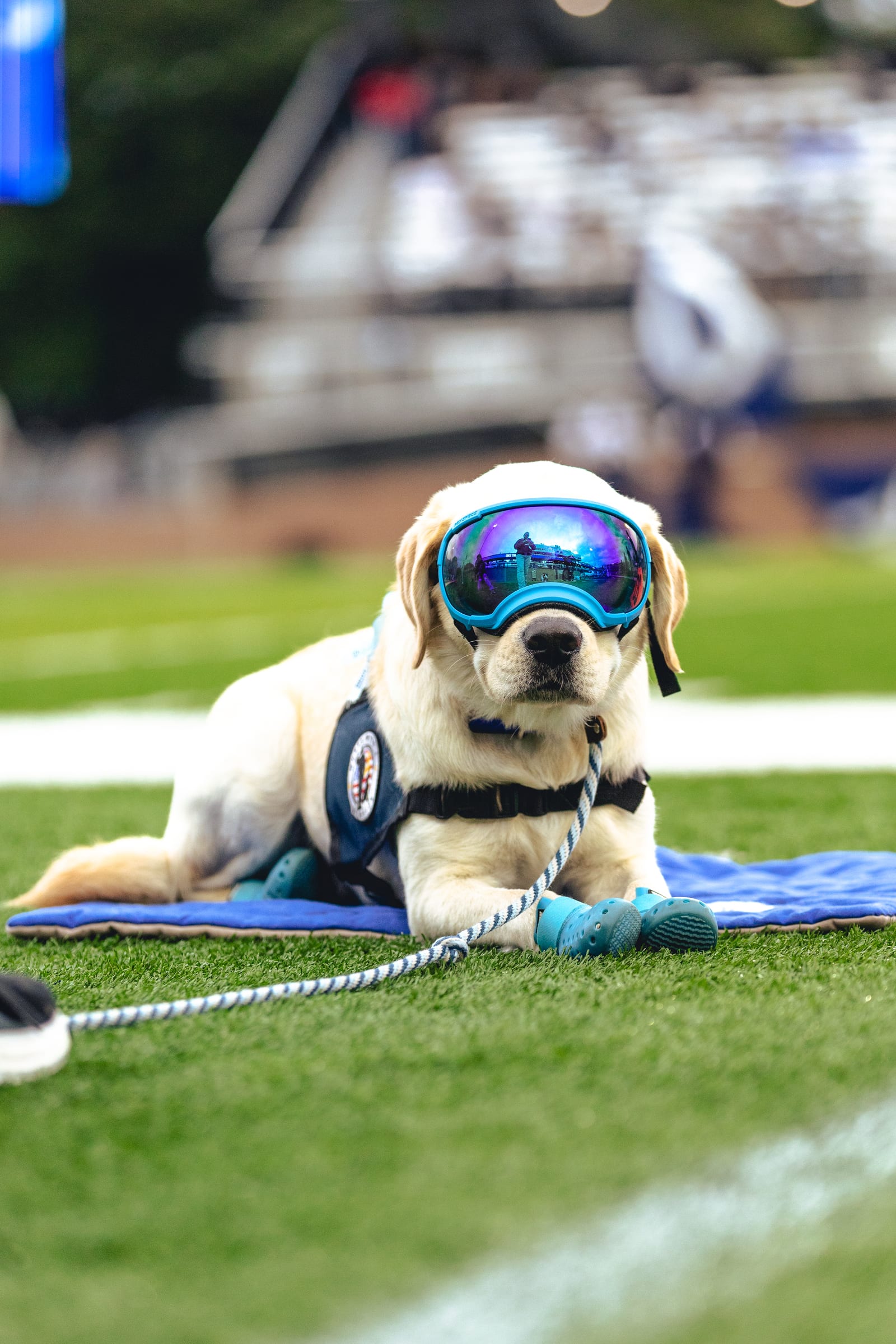JMU vs. Old Dominion football photo 23