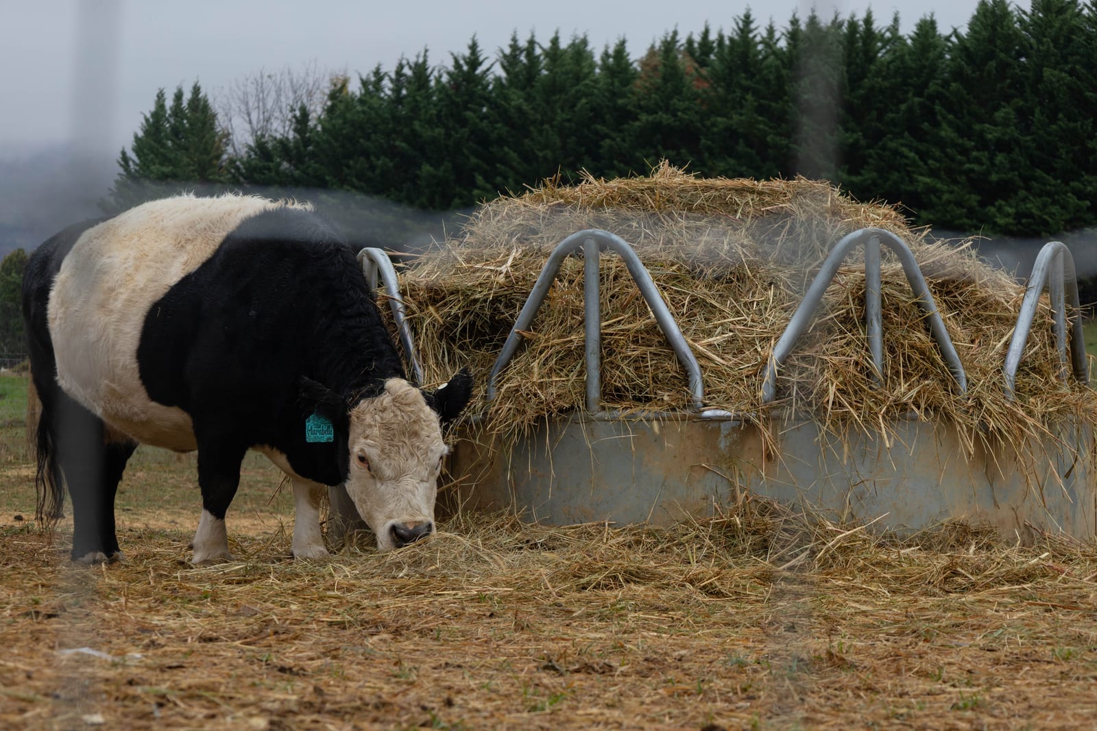 Myers Farm photo 20