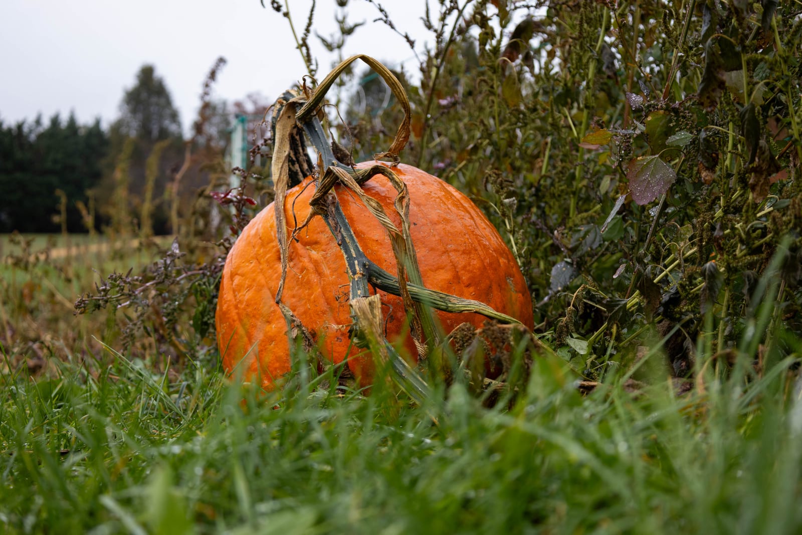 Myers Farm photo 25