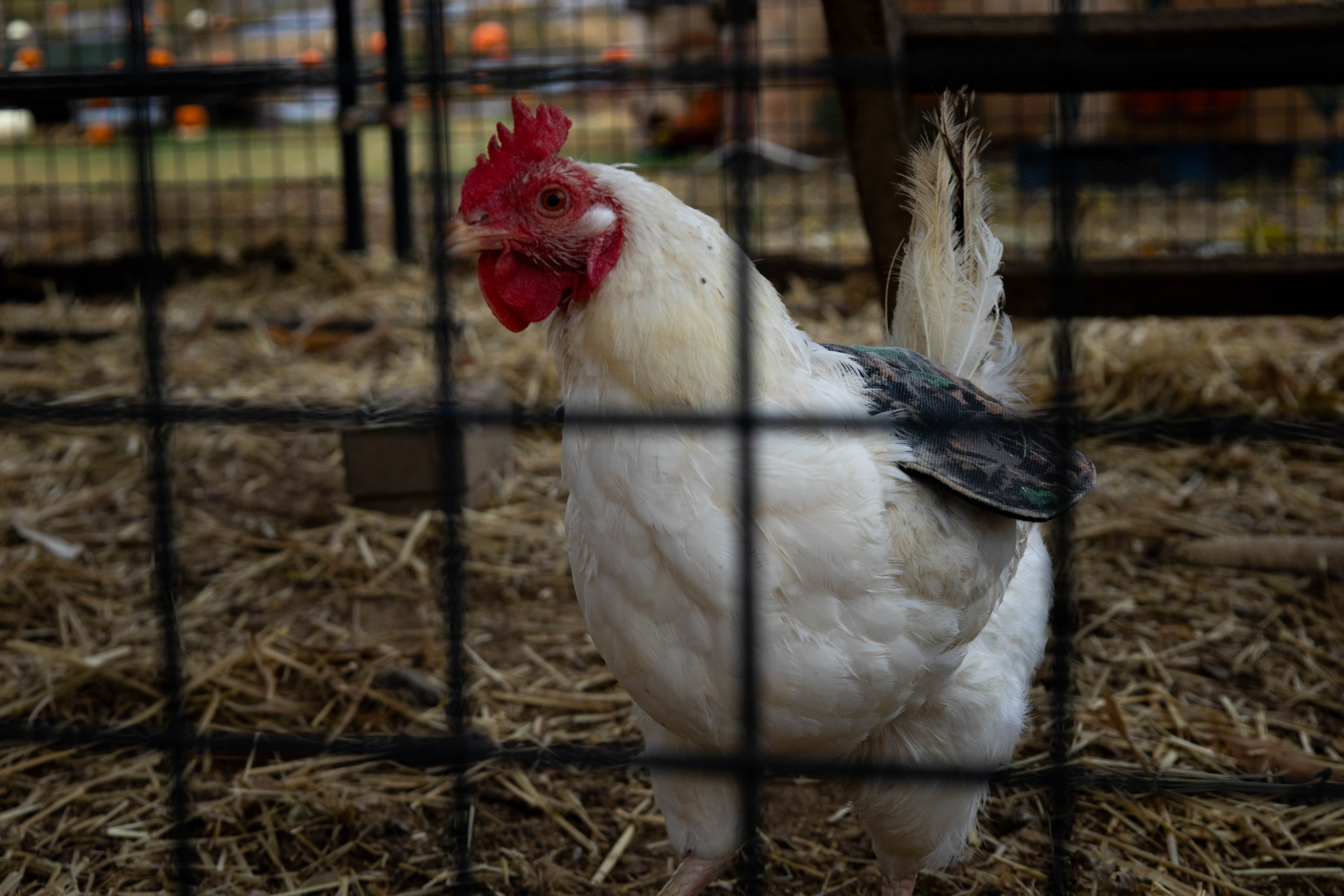 Myers Farm photo 9
