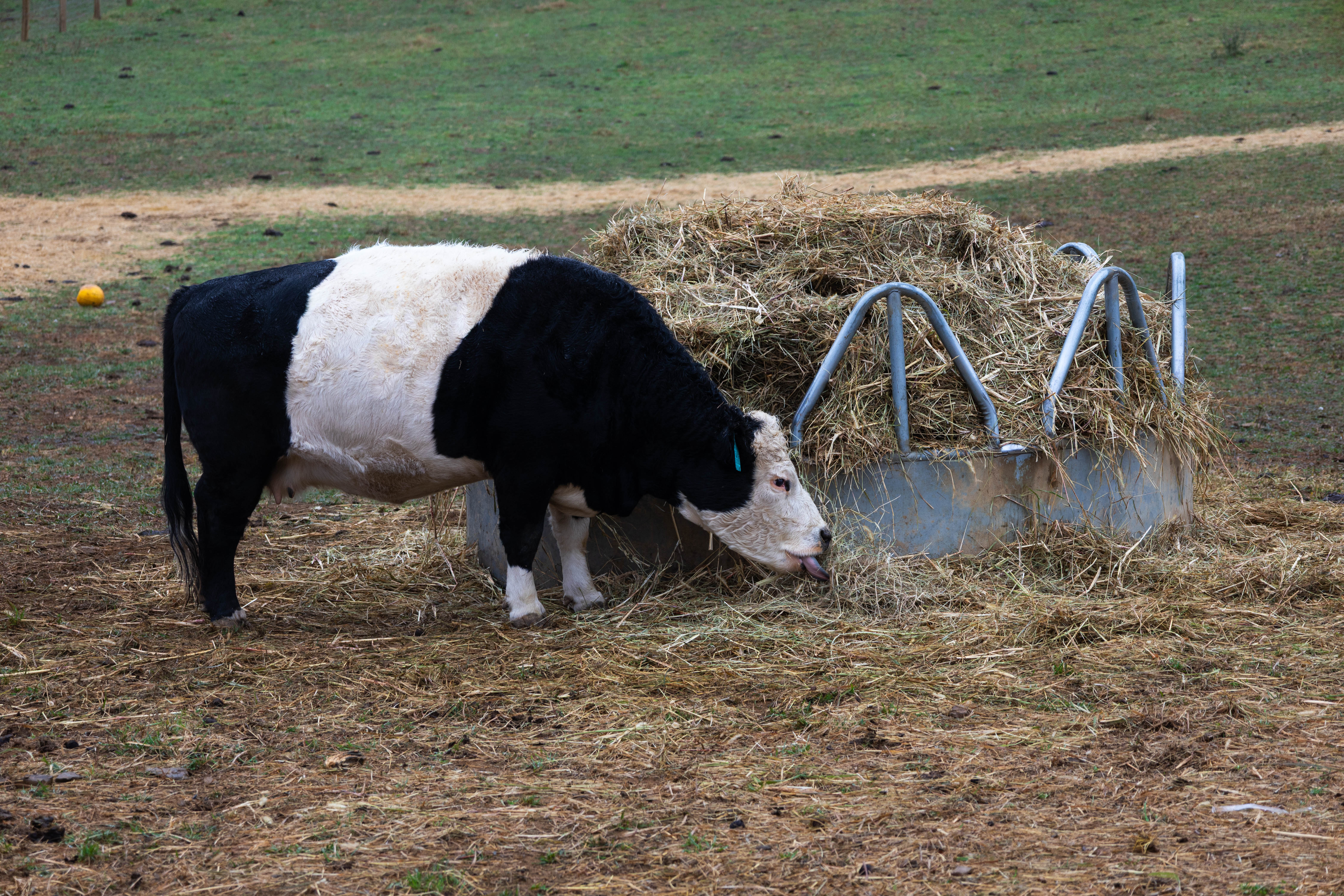 Myers Farm photo 17