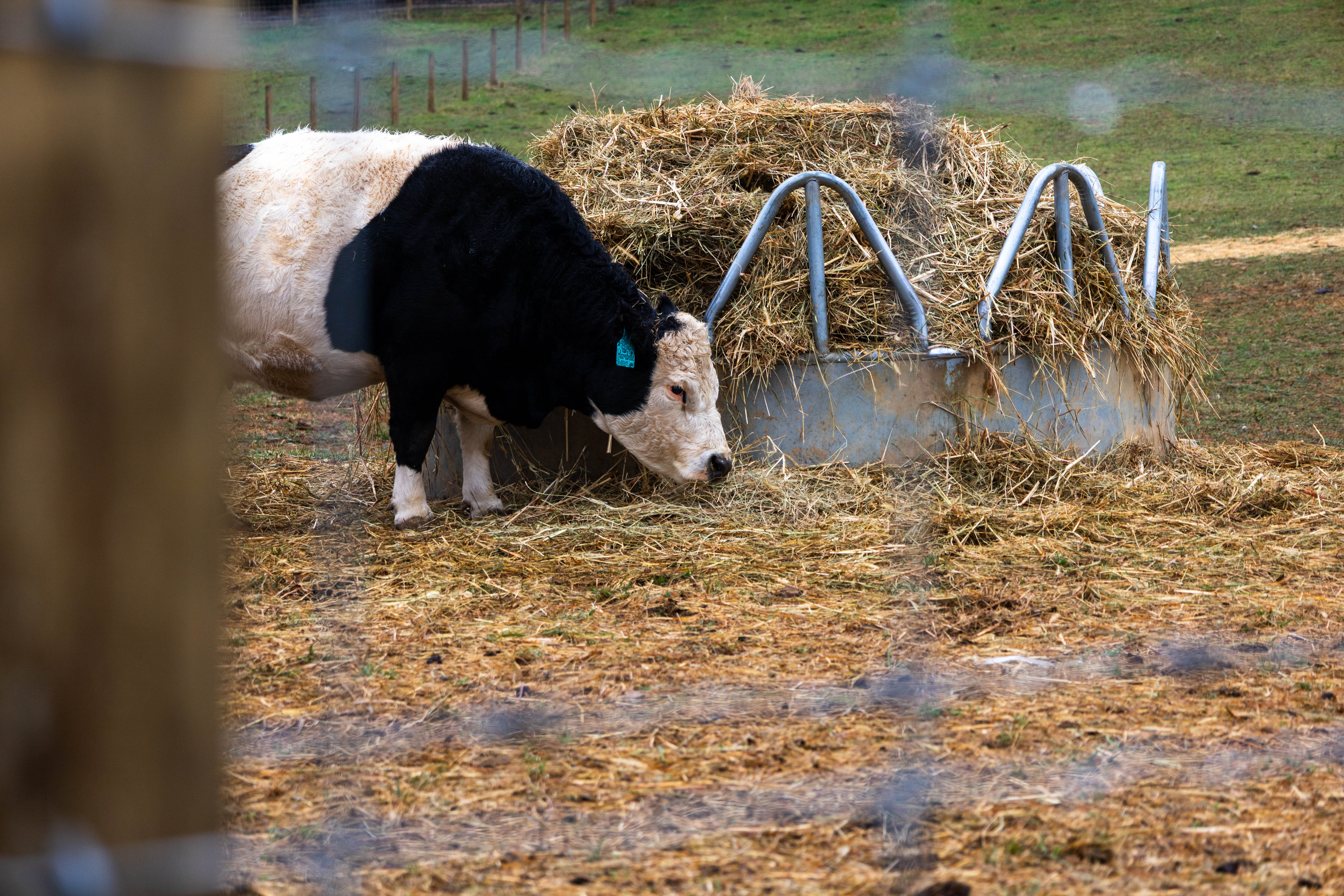 Myers Farm photo 18