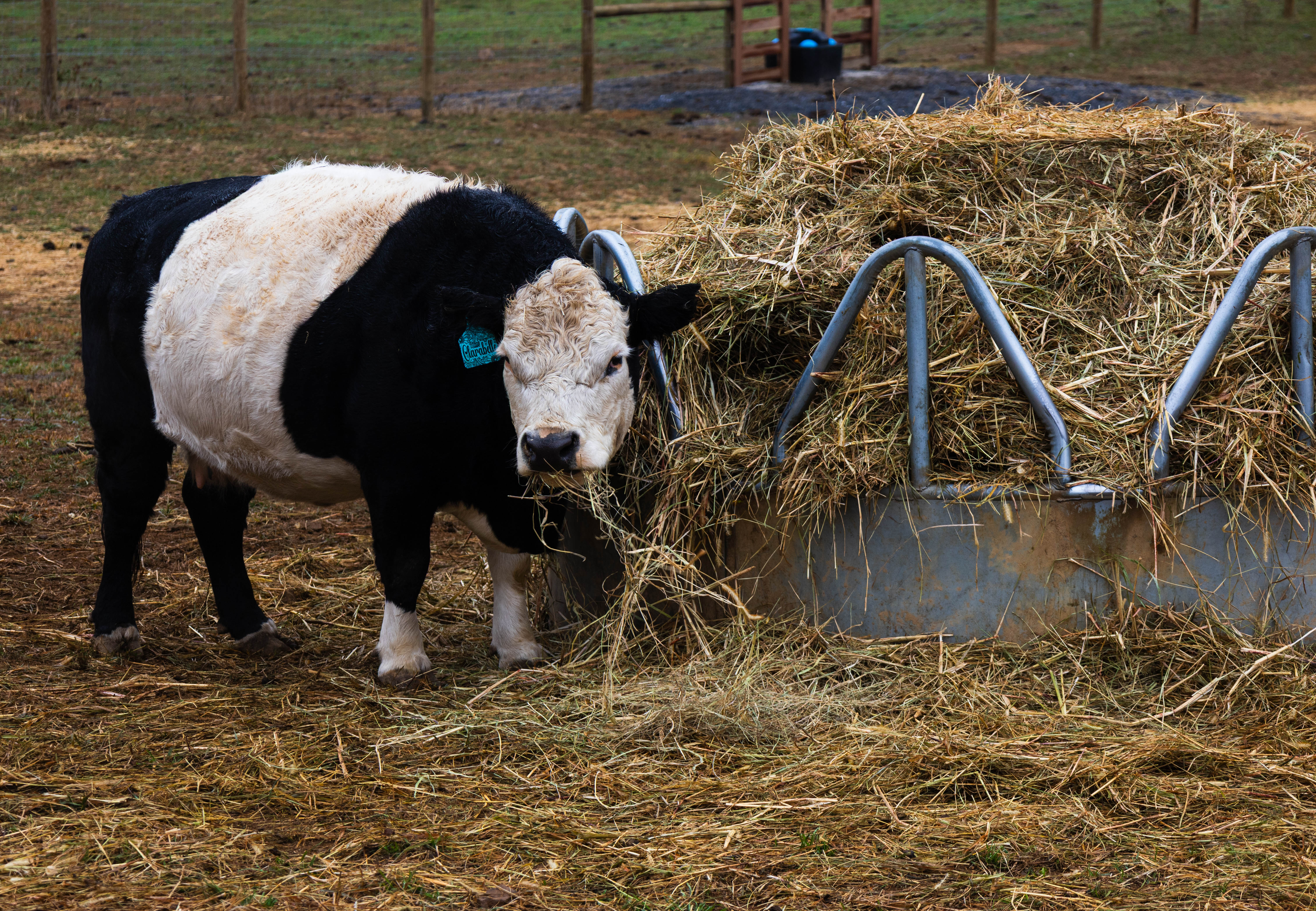 Myers Farm photo 19