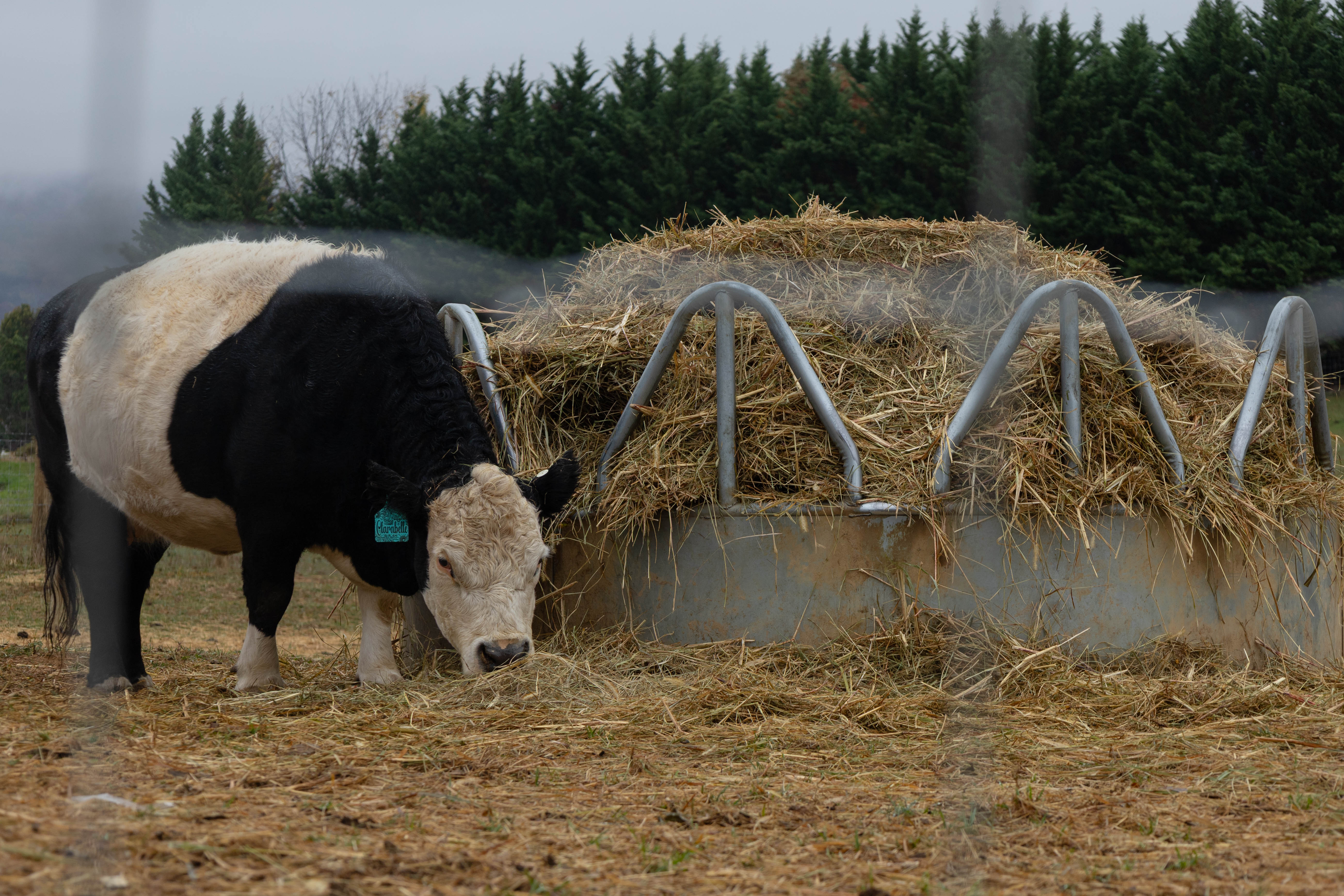 Myers Farm photo 20