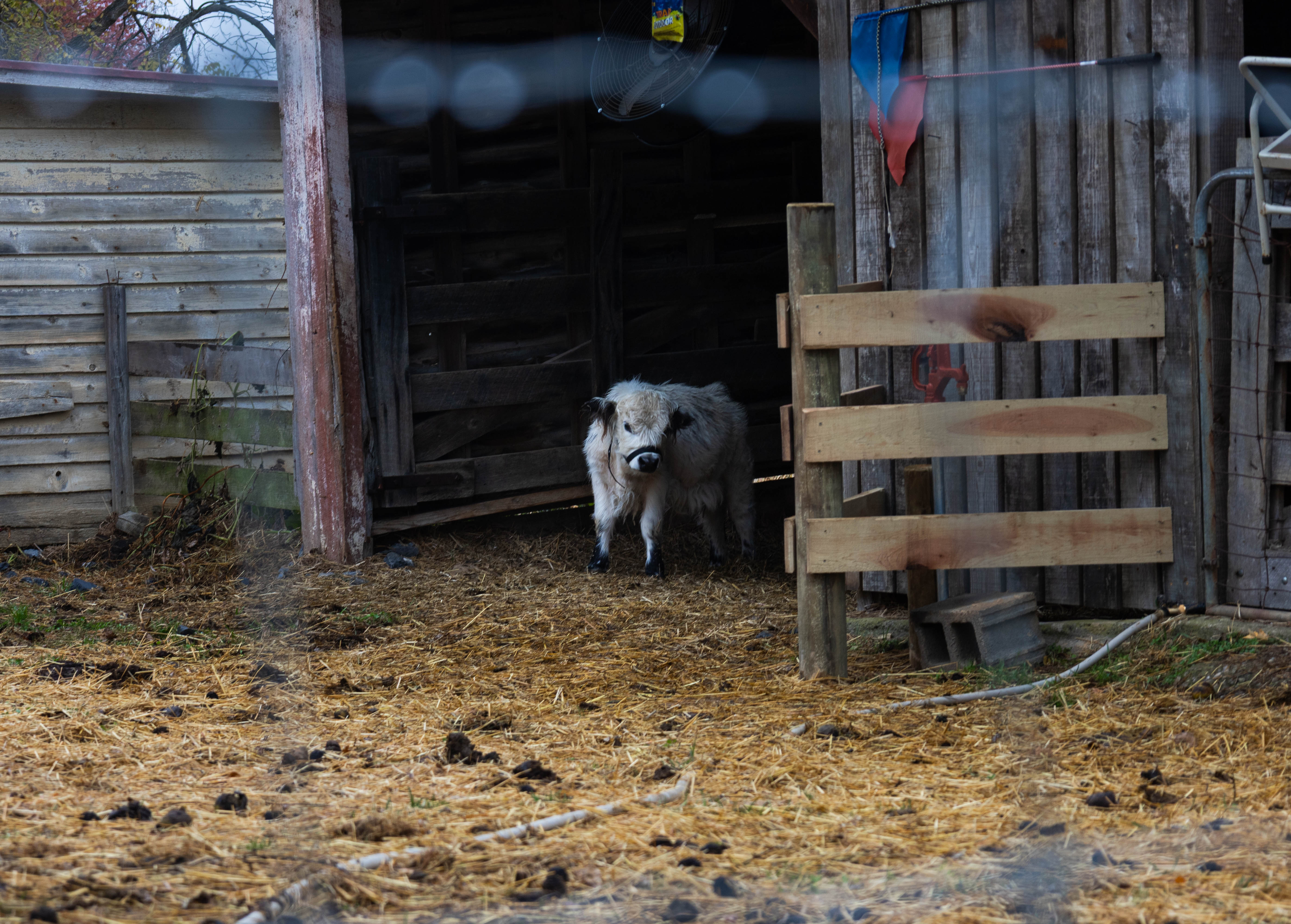 Myers Farm photo 21
