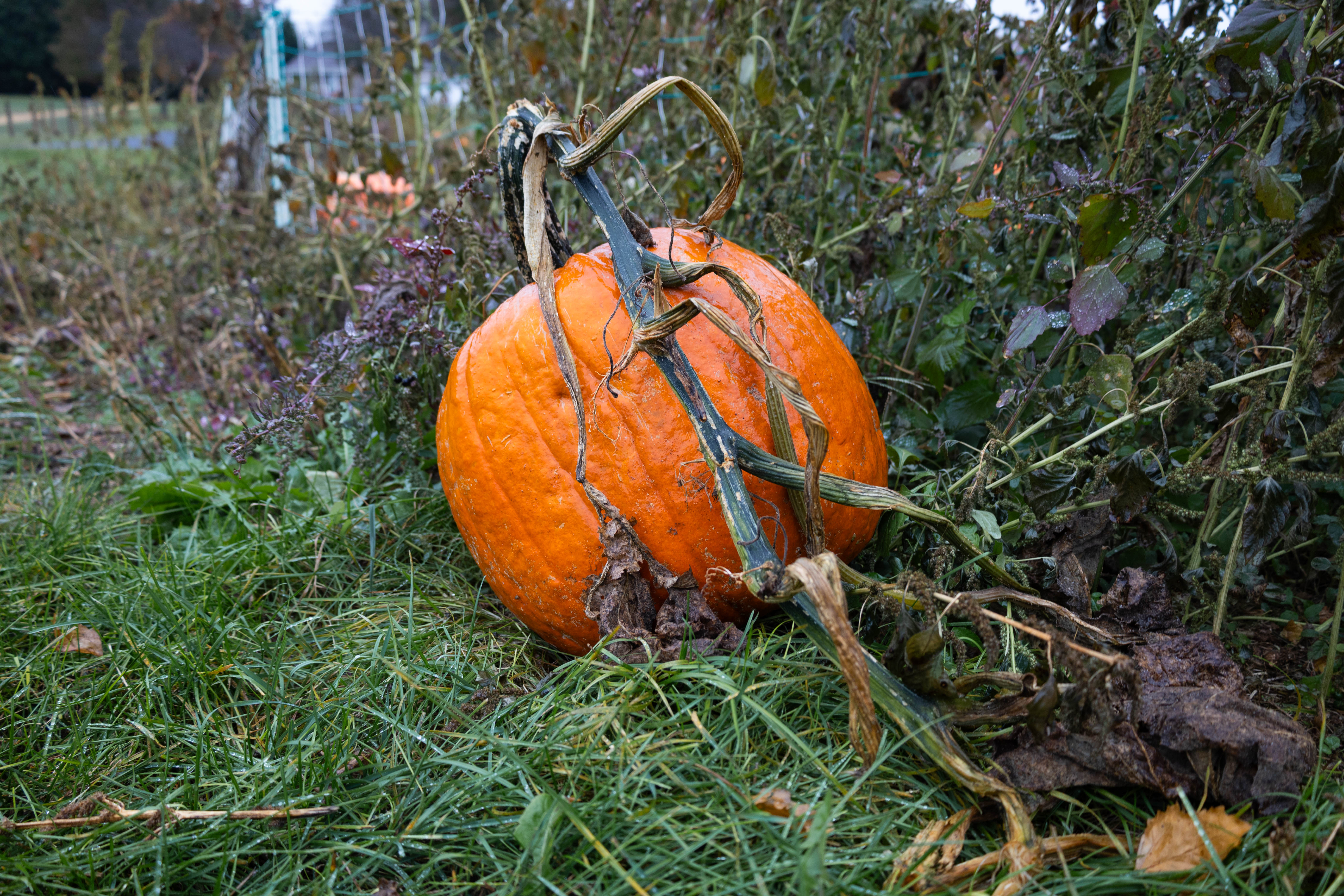 Myers Farm photo 24