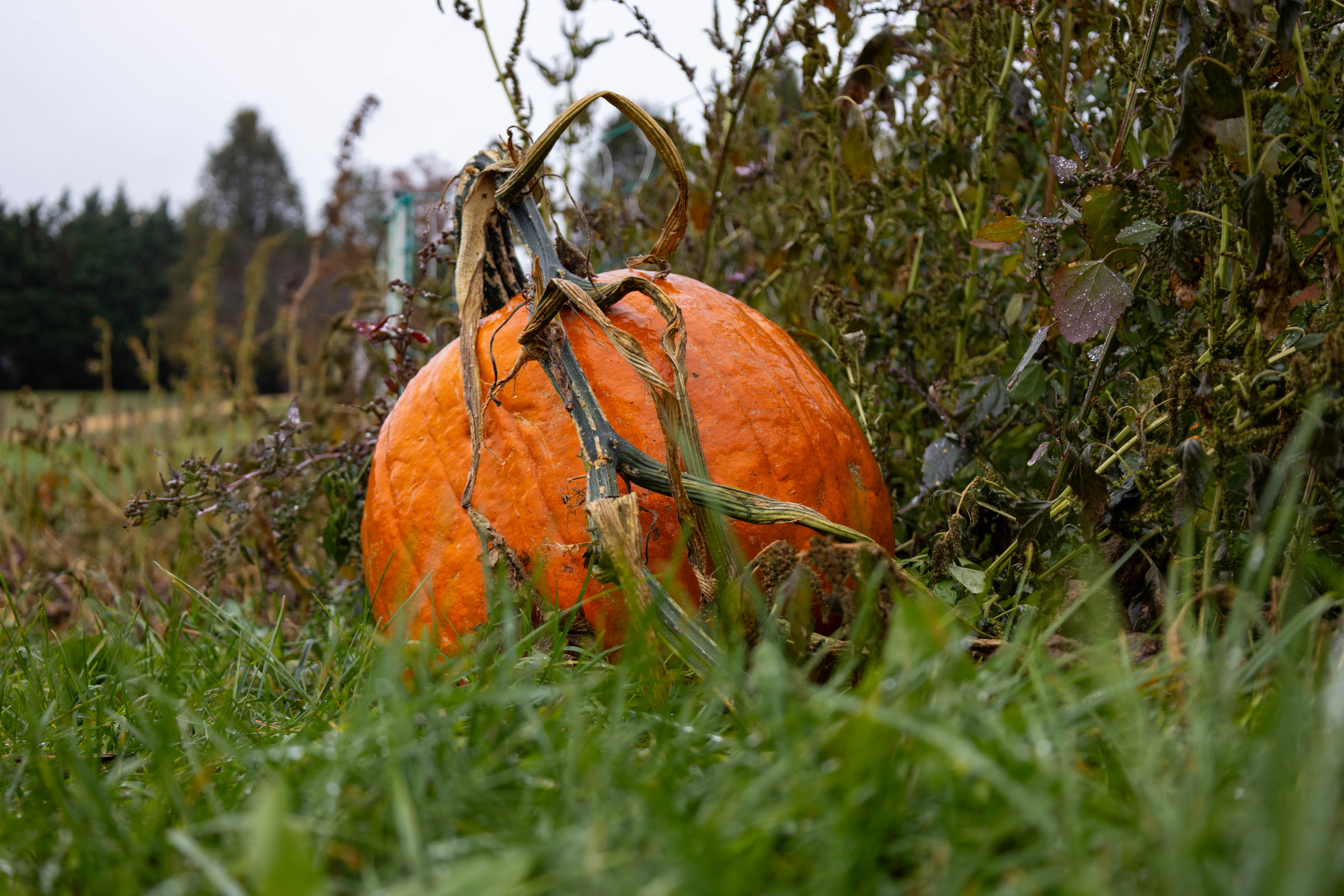 Myers Farm photo 25