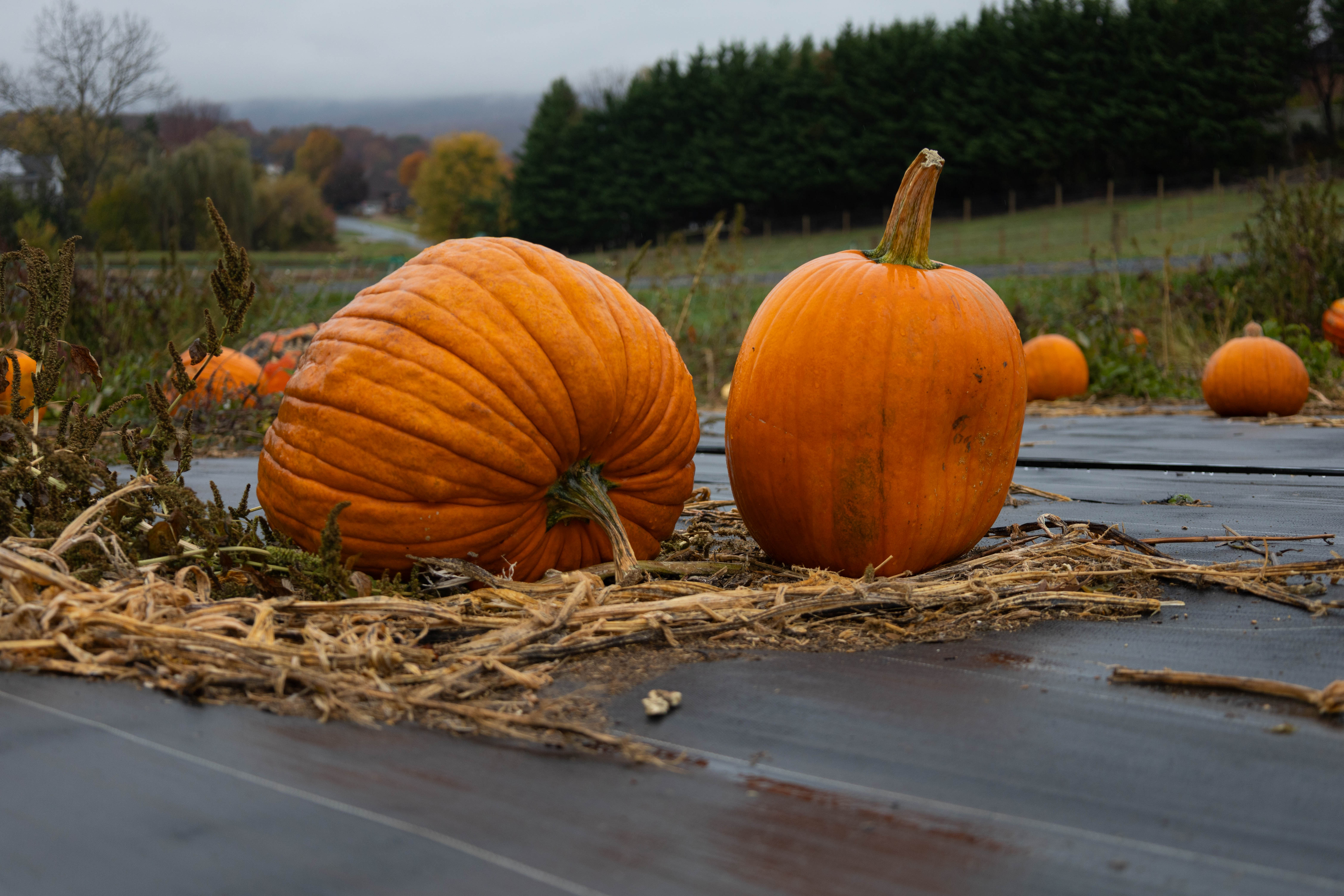 Myers Farm photo 26